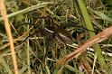 Dolomedes_fimbriatus_D5115_Z_90_Canal du Nivernais_Frankrijk